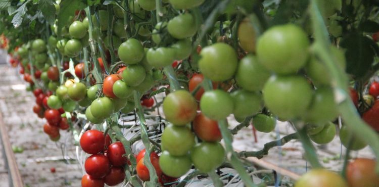 Katı Atık Depolama Tesisi'nde, yıllık 500 ton domates üretiliyor