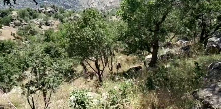 MSB: Haftanin'deki sığınak, barınak ve mağaralar imha ediliyor