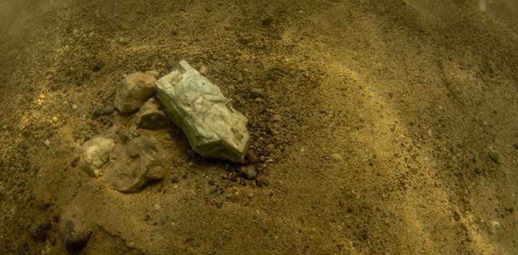 DÜNYADA İLK KEZ KARA CANLISININ FOSİLİ YAMULA BARAJI’NDA SU ALTINDA BULUNDU