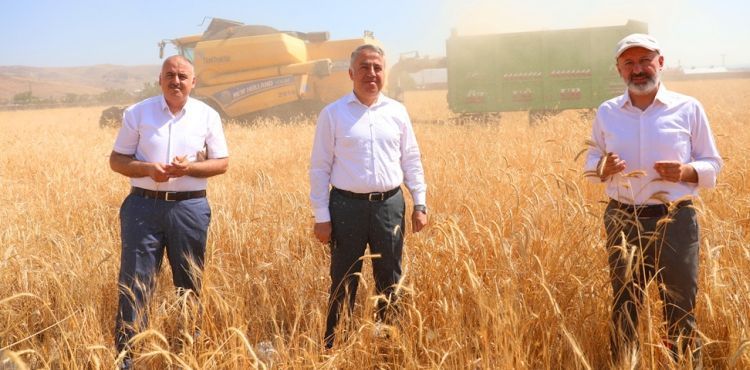 KOCASİNAN’DA 10 BİN YILLIK SİYEZ BUĞDAYININ HASADI YAPILDI