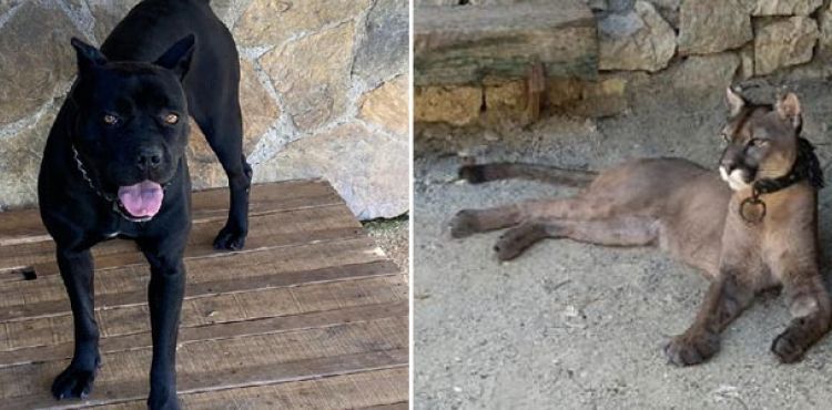 İstanbul'daki operasyonda puma, flamingo, iguana çok sayıda hayvan ele geçirildi