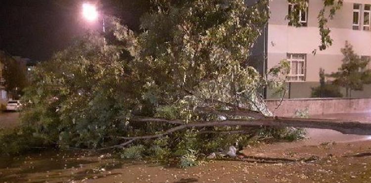 Kayseri'de şiddetli rüzgar ağaçları devirdi