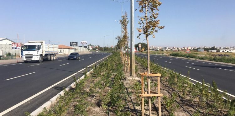 BÜYÜKŞEHİR, ŞEHRİN BATI GİRİŞİNE 62 BİN FİDAN DİKTİ