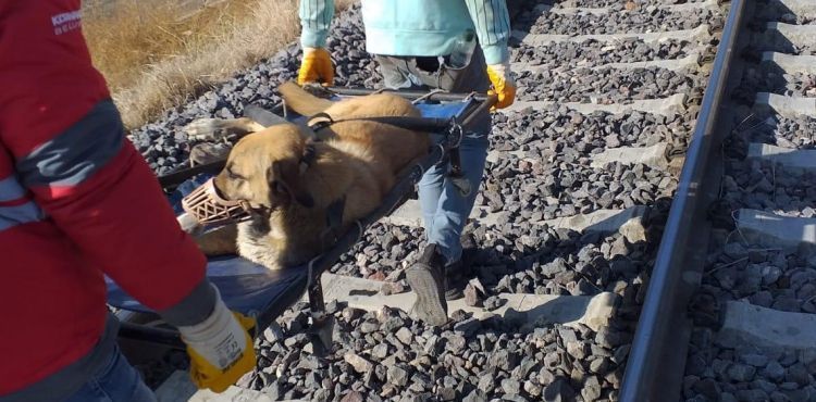 TRENİN ÇARPTIĞI KÖPEĞE, KÜÇÜK DOSTLAR AMBULANSI ANINDA MÜDAHALE ETTİ