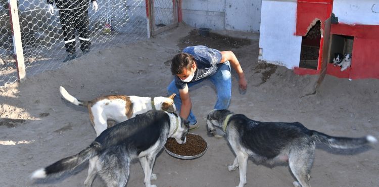 BÜYÜKŞEHİR’DEN SOKAK HAYVANLARI GÖNÜLLÜLERİNE DESTEK