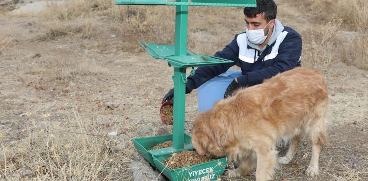 TALAS’TA SOKAK HAYVANLARINI ÖZEL EKİP BESLİYOR