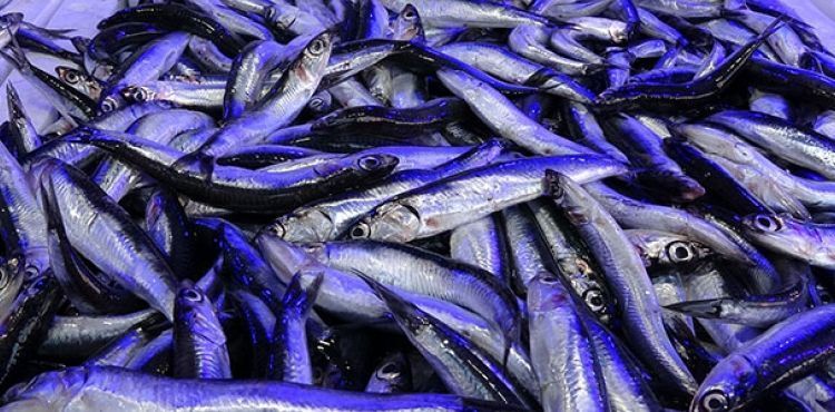 Hamsi avcılığında kısmi durdurma kararı 28 Ocak'a uzatıldı