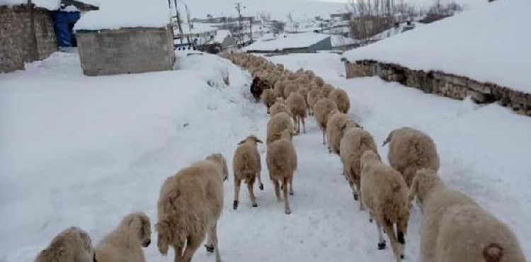 Kayseri'de yaylada mahsur kalan 4 çoban ile 2 bin küçükbaş hayvan kurtarıldı
