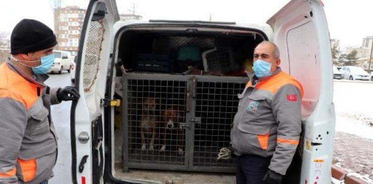 Kayseri’de metruk binada çıkan yangında 2 pitbull kurtarıldı