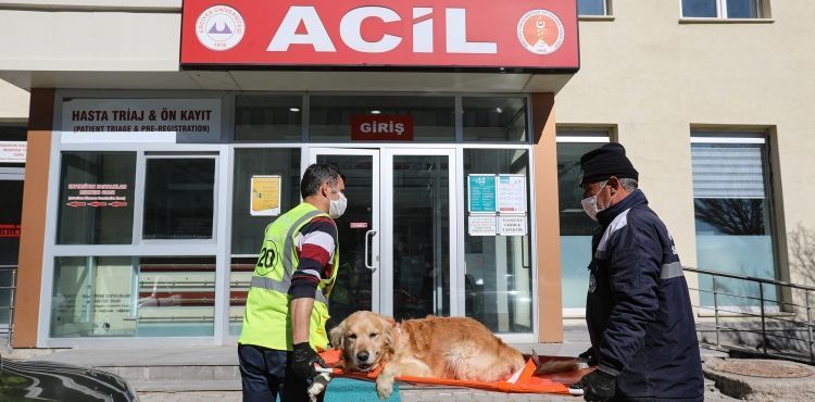 SEVİMLİ DOSTLARIN İMDADINA ‘PATİ KURTARAN’ YETİŞİYOR