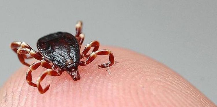 Doç. Dr. Aydın: KKKA belirtileri Covid-19’a benziyor, kene teması sorgulanmalı