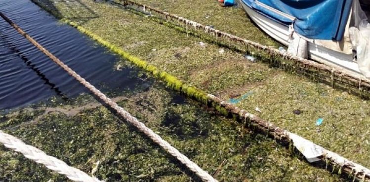 Denizin yüzeyini 'deniz marulu' kapladı