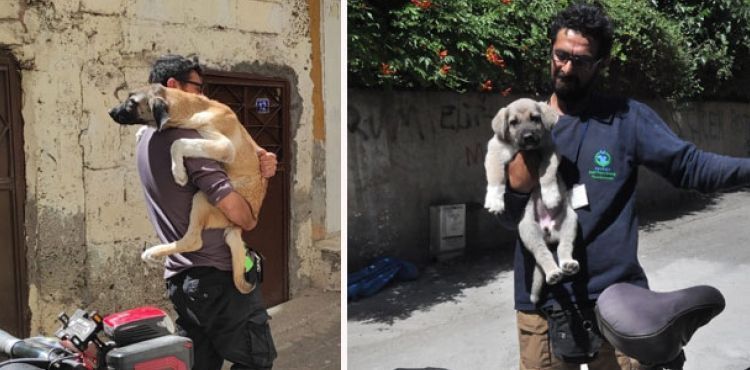 Köpeği taşlayanların arasına tereddütsüz girip, bisikletle 5 kilometre taşımış