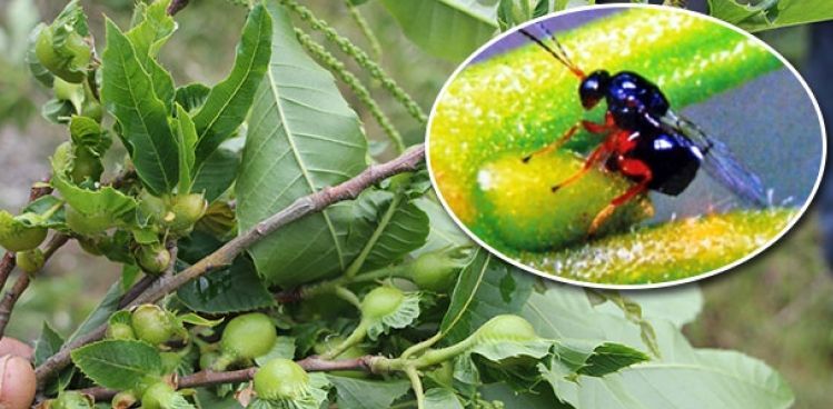 'Katil' gal arısı Kastamonu'da görüldü