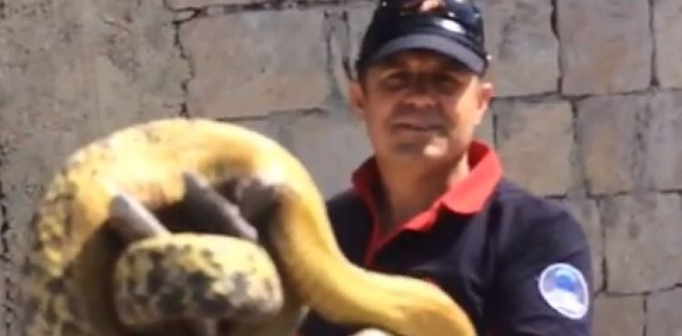 BÜYÜKŞEHİR İTFAİYESİ YILAN TİMİ, 3 METRELİK YILANI YAKALADI
