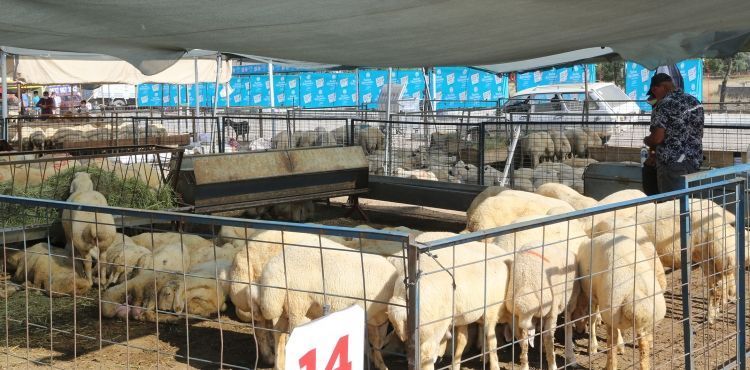TALAS’TA KURBAN SATIŞ VE KESİM YERLERİ BELİRLENDİ