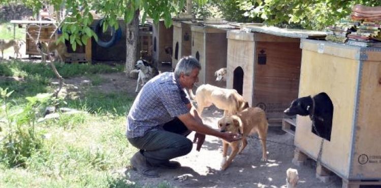 Evinin bahçesine yaptığı kulübelerde 70 köpeğe bakıyor