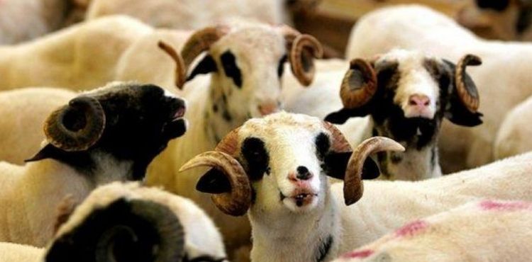 Bayraktar, kurbanlık fiyatlarını açıkladı…