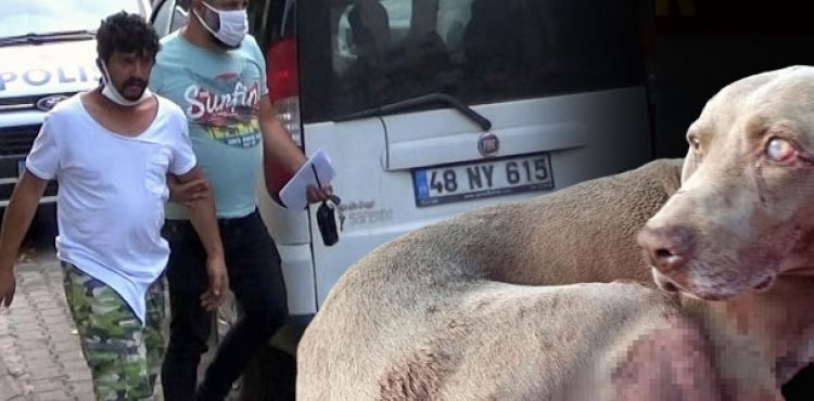 Güvercinlerine saldıran köpeğini öldürdü