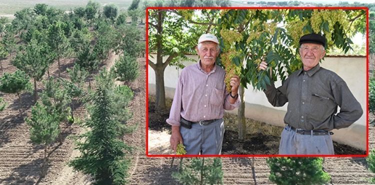 'Ağaç dede'ler 10 yılda binin üzerinde fidan dikti