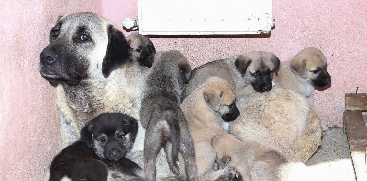 KAYSERİ BÜYÜKŞEHİR, EZİYET EDİLEN KÖPEĞE VE YAVRULARINA SAHİP ÇIKTI