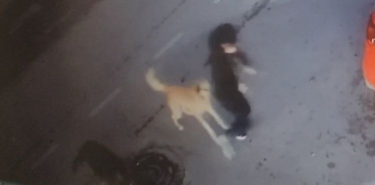 5 sokak köpeği yolda yürüyen 15 yaşındaki çocuğa saldırdı