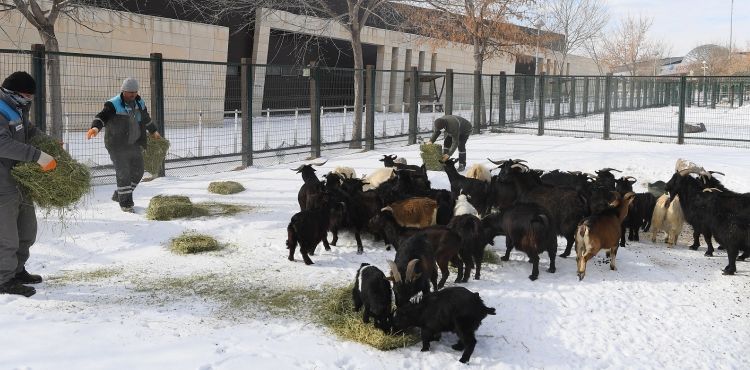 BÜYÜKŞEHİR HAYVANAT BAHÇESİ SAKİNLERİNE KIŞA ÖZEL BAKIM