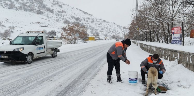 MELKGAZ SOUK KI GNLERNDE SOKAK HAYVANLARINI UNUTMADI