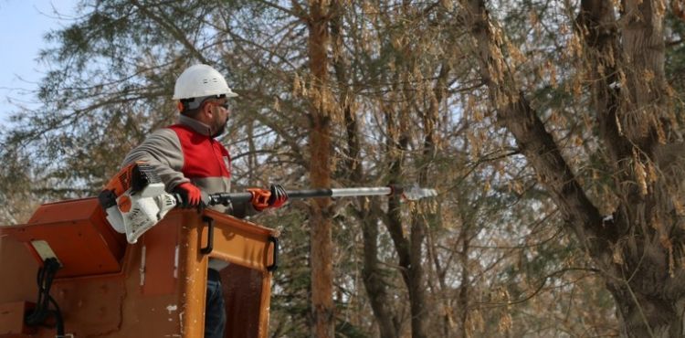 MELİKGAZİ'DE AĞAÇLAR DAHA UZUN ÖMÜRLÜ OLMASI İÇİN BUDANIYOR