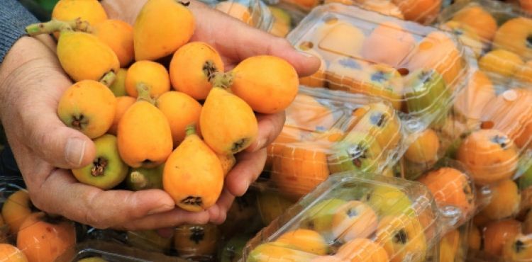 Örtü altında “yenidünya” hasadı başladı... Kilosu 200 TL'den satıldı