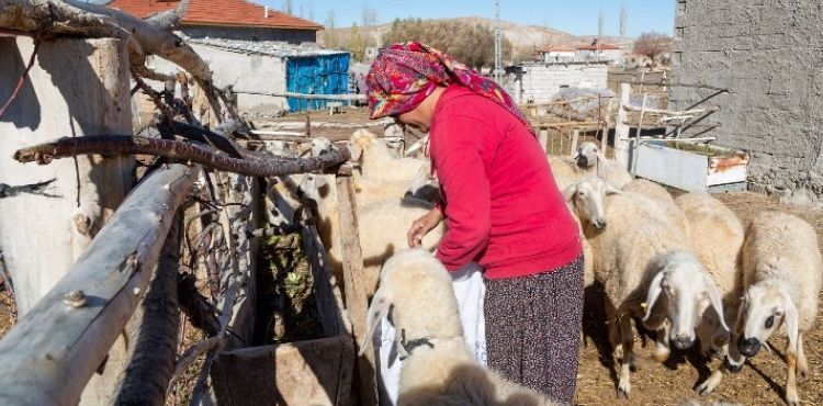 BÜYÜKŞEHİR, 3 BİN 200 KÜÇÜKBAŞ HAYVAN DAĞITIMINA BAŞLIYOR