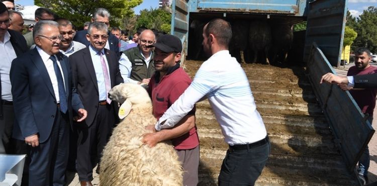 BAŞKAN BÜYÜKKILIÇ, 13 MİLYON TL’LİK PROJEDE 3 BİN 200 ADET KÜÇÜKBAŞ HAYVAN DAĞITTI