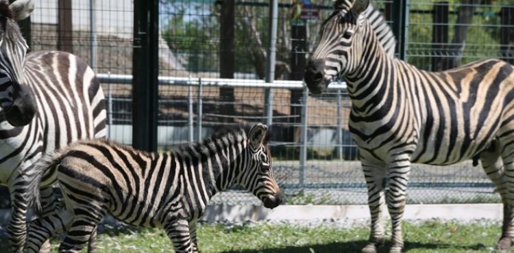 Bykehir Hayvanat Bahesinde Yeni Doan Zebra lgi Oda Oldu