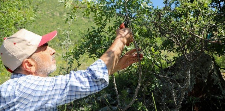FISTIĞI YETİŞECEK ALİ DAĞI’NDA