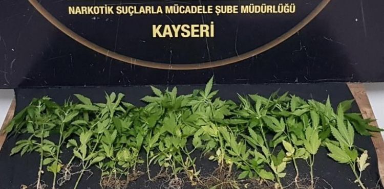 Evinde Hint keneviri yetiştiren şahıs gözaltına alındı