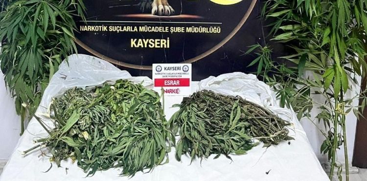 Evinde Hint keneviri yetiştirip satan şahıs yakalandı