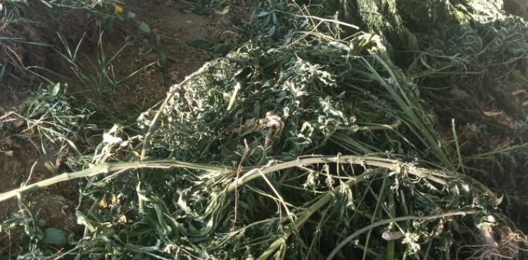 Asayiş Devriye Ekipleri 24 kilo Hint Keneviri ele geçirdi