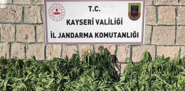 Kayseri'de bin 125 kök kenevir ele geçirildi