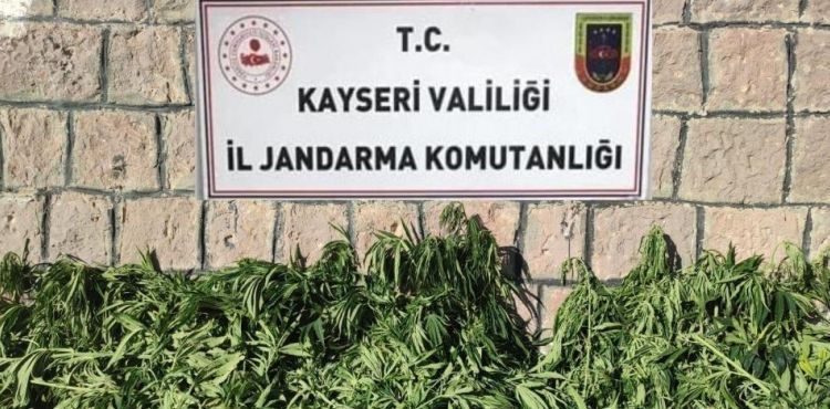 Kayseri'de bin 125 kk kenevir ele geirildi