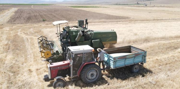 Kayseri’de ata yadigarı gacerin hasadı başladı