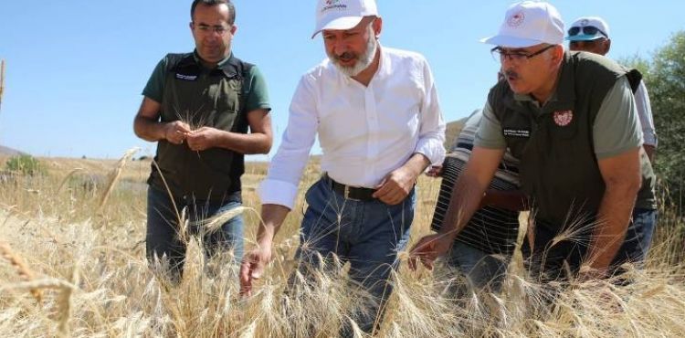 KOCASİNAN’DA GEÇEN YIL ÇİFTÇİLERE DAĞITILAN GACER BUĞDAYININ HASATI YAPILDI