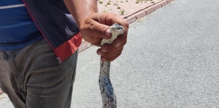 Piknik alanındaki yılanı eliyle yakaladı