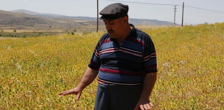 Çiftçiler yağan yağmurlardan memnun