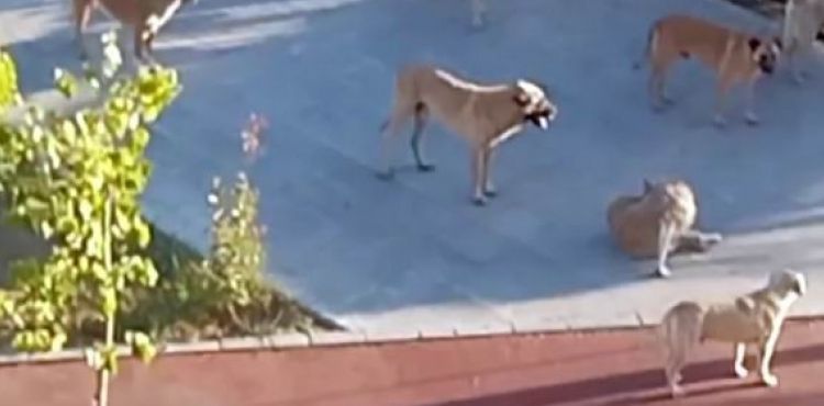 Başıboş köpekler korku salıyor
