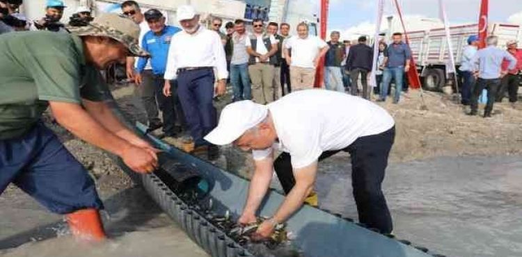 Kayseri'de 2 milyon yavru sazan balığı sularla buluşturuldu