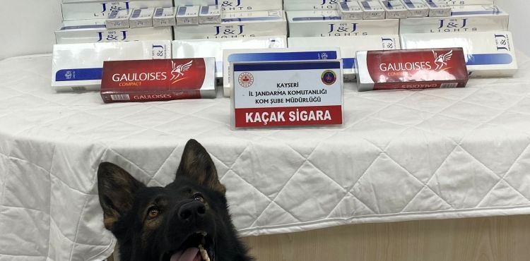 Tütün tespit köpeği 'Yolcu', sigara kaçakçılarını engelledi