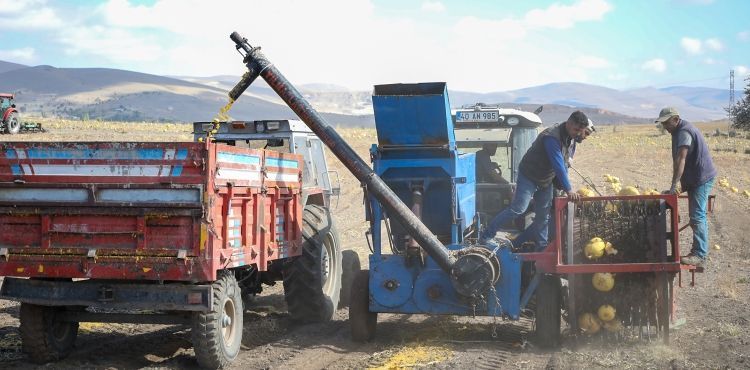TALAS’TA KABAK POSALARI YEME DÖNÜŞÜYOR
