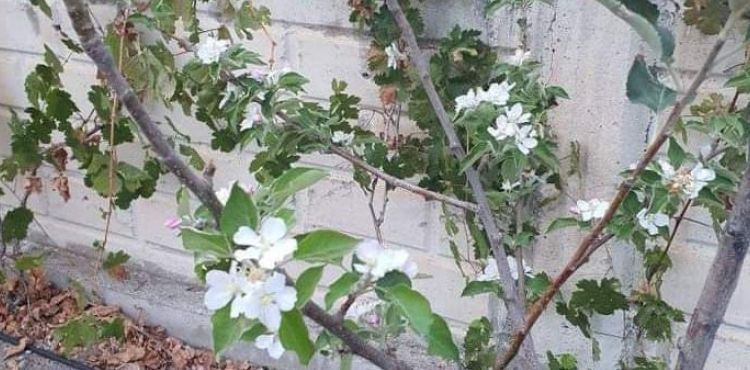 Kayseri’de güneşe aldanan elma ağacı çiçek açtı