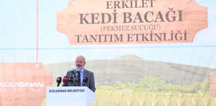 BAŞKAN ÇOLAKBAYRAKDAR’DAN ERKİLET KEDİ BACAĞI TANITIM GÜNÜ’NE DAVET
