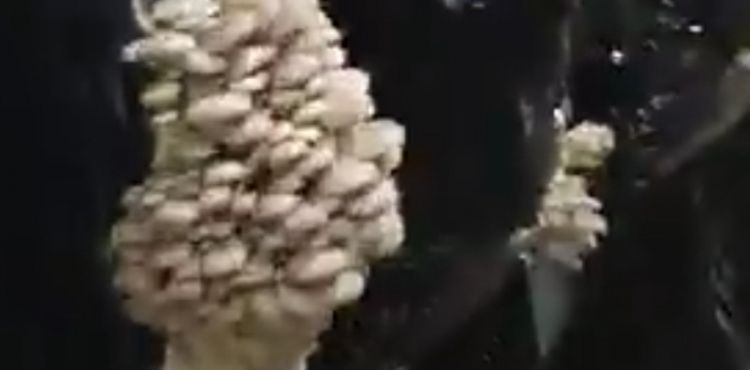 Tomarza’da kadın istihdamı ile 12 ton mantar üretildi
